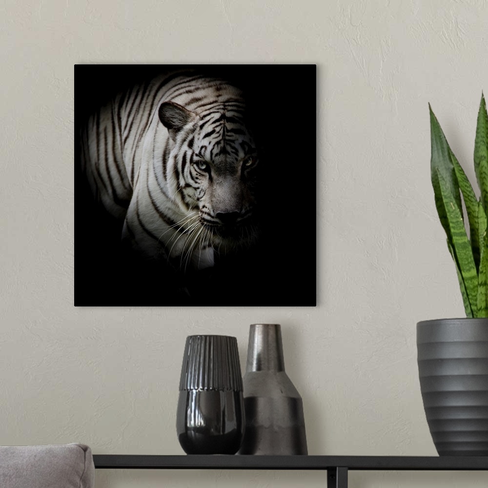 A modern room featuring White tiger isolated on black background.