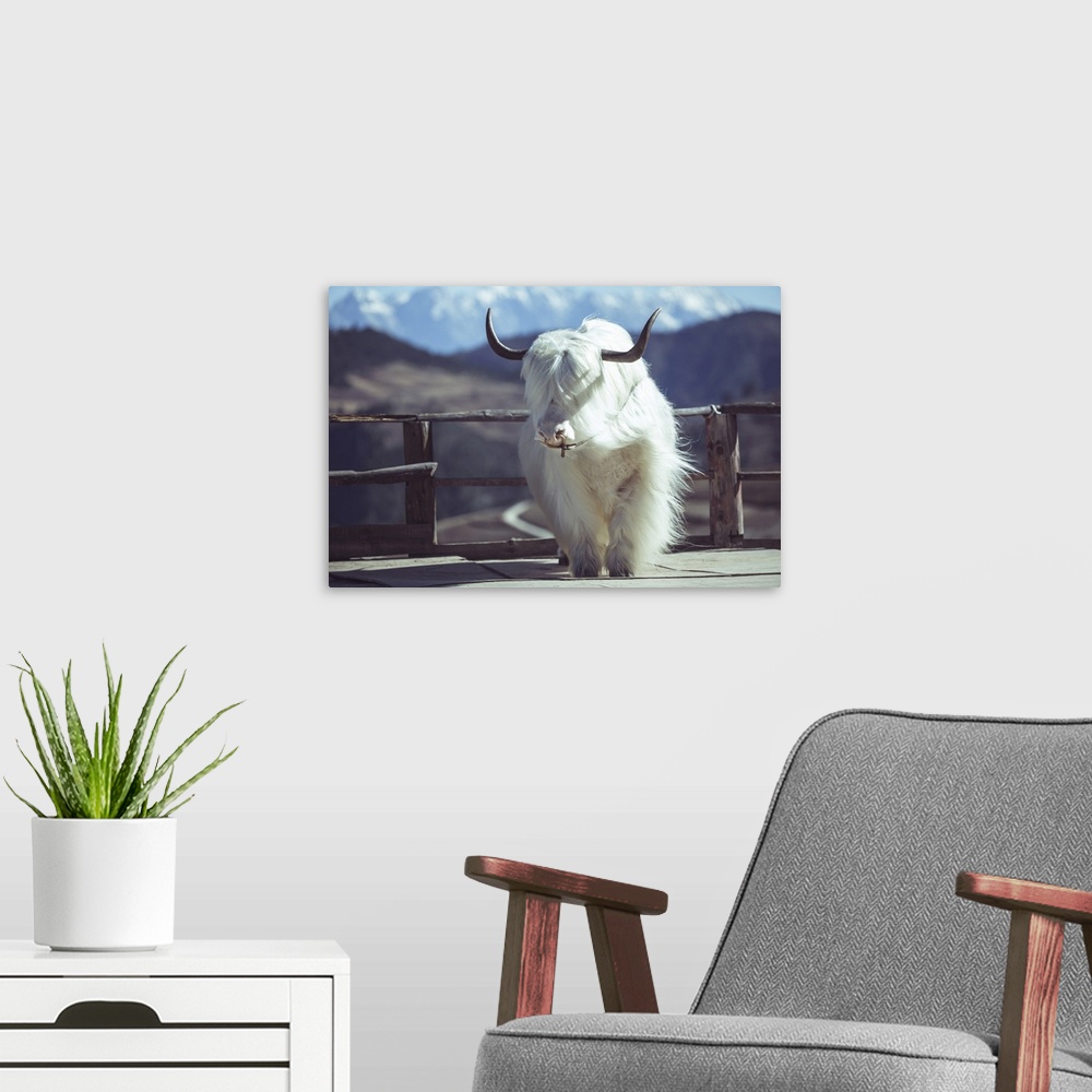 A modern room featuring White yak, very beautiful in china.