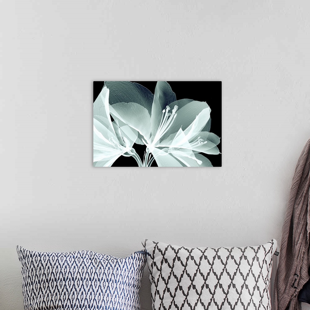 A bohemian room featuring Rontgen image of a flower isolated on white, the bell agapanthus.