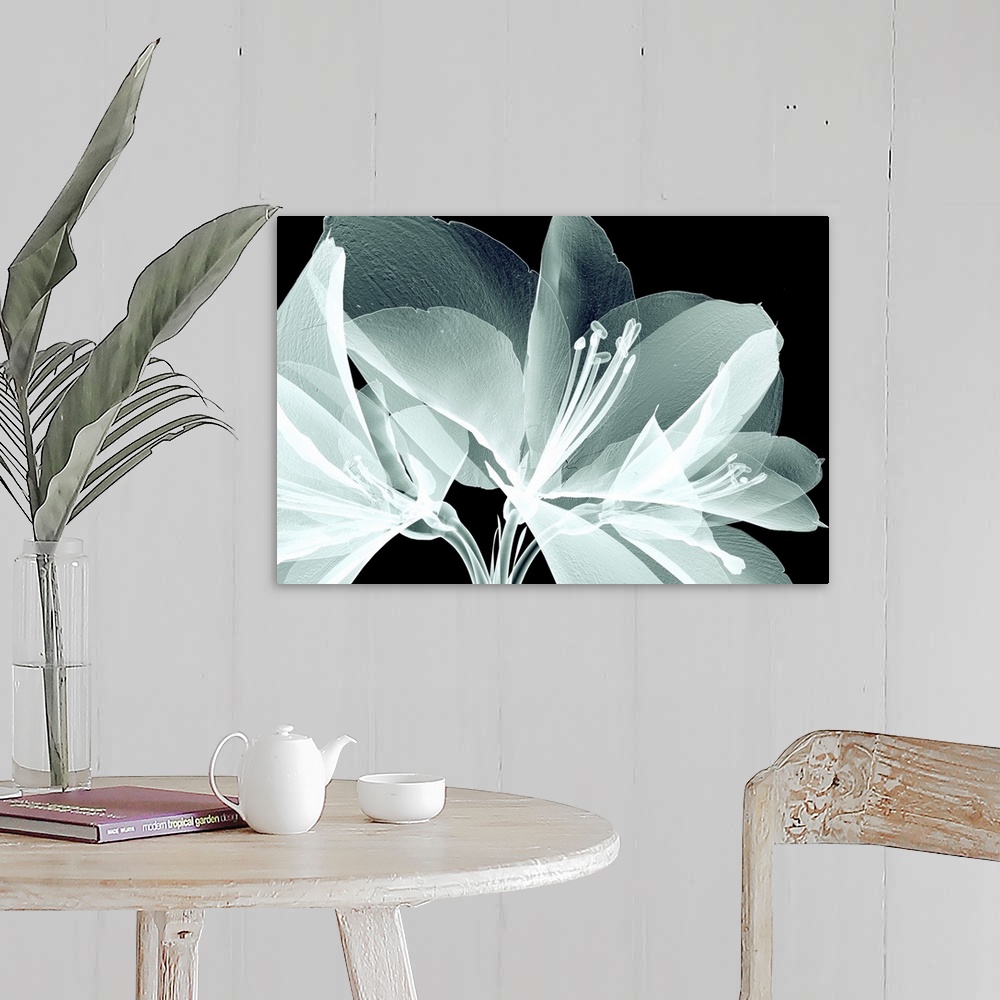 A farmhouse room featuring Rontgen image of a flower isolated on white, the bell agapanthus.