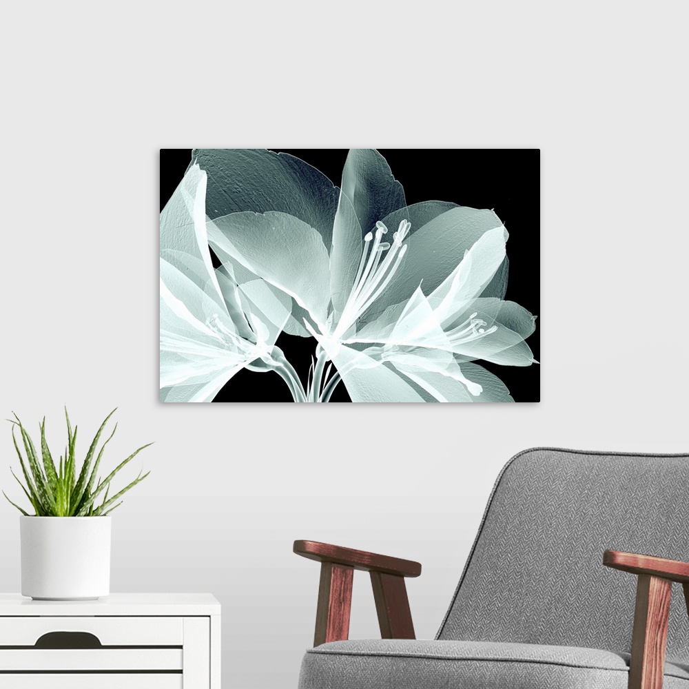 A modern room featuring Rontgen image of a flower isolated on white, the bell agapanthus.
