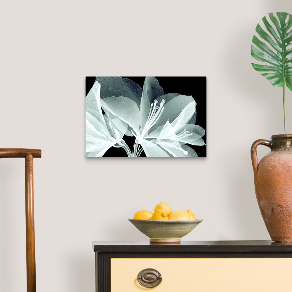 A traditional room featuring Rontgen image of a flower isolated on white, the bell agapanthus.
