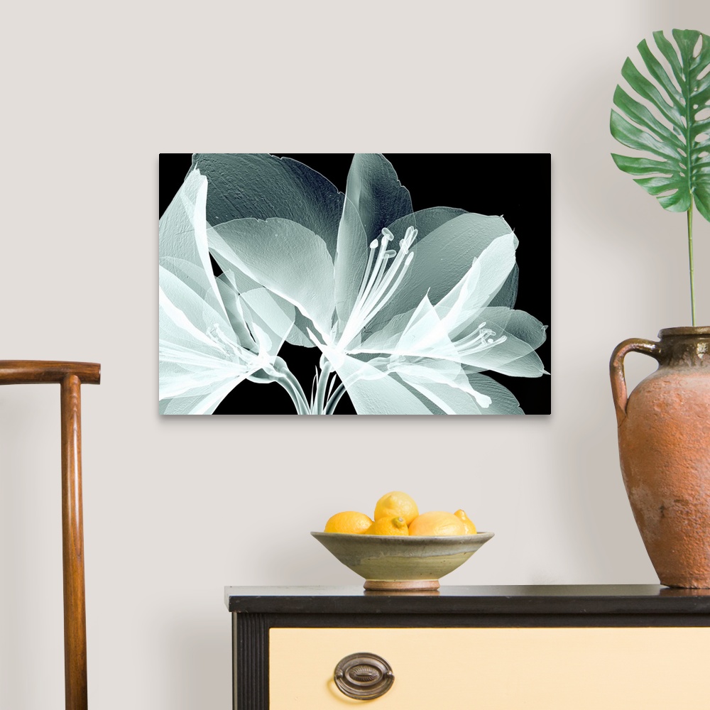 A traditional room featuring Rontgen image of a flower isolated on white, the bell agapanthus.