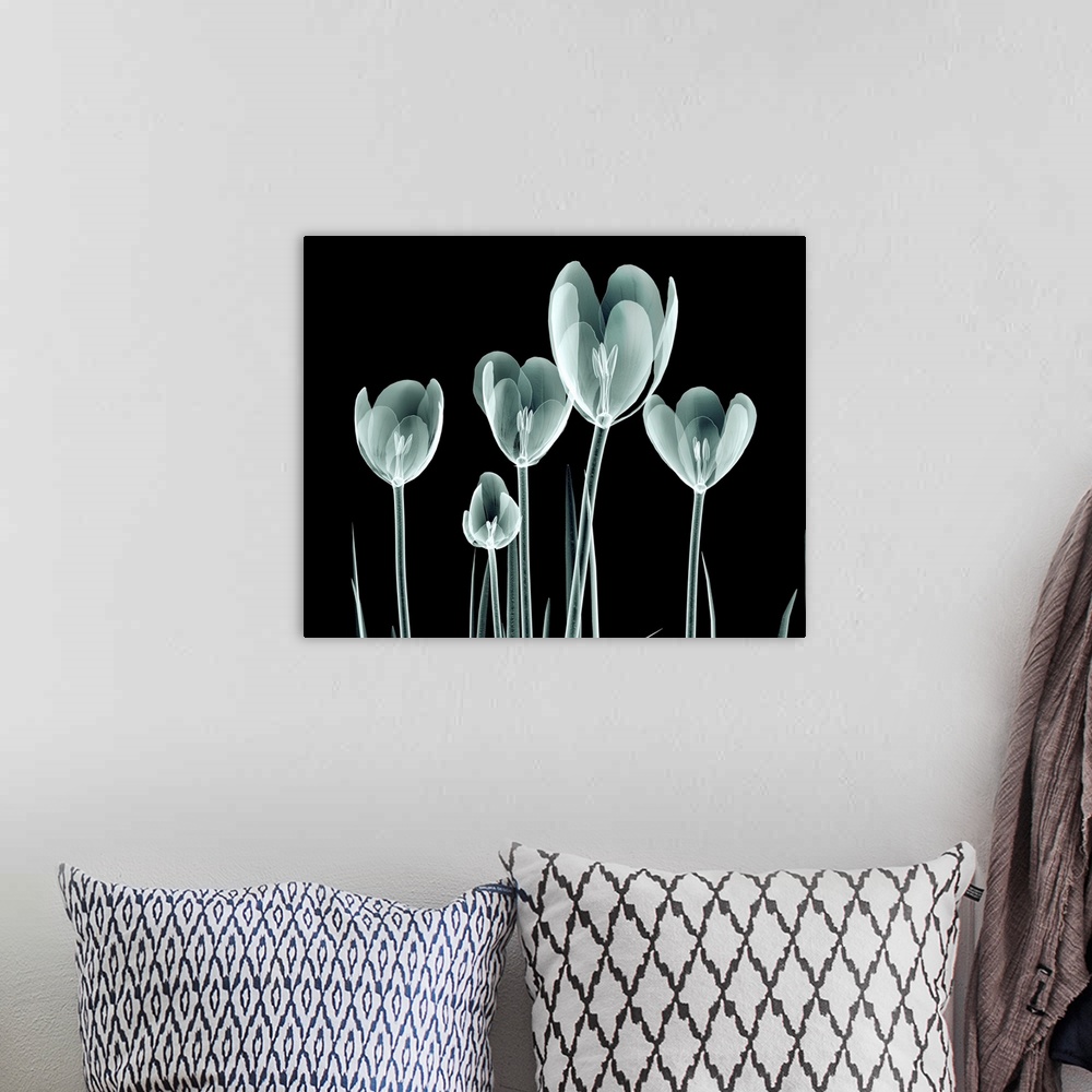 A bohemian room featuring Rontgen image of a flower isolated on black, the Hortentia.