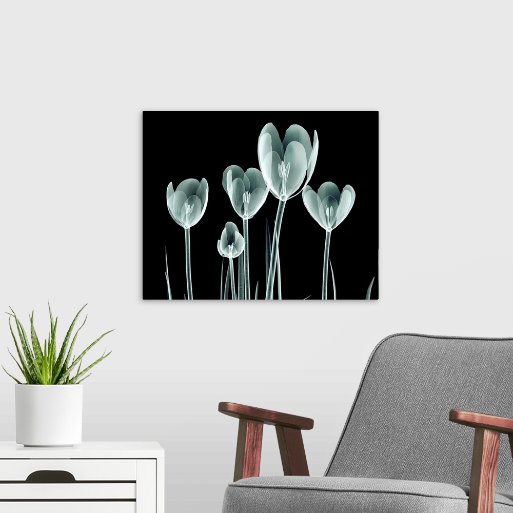 A modern room featuring Rontgen image of a flower isolated on black, the Hortentia.