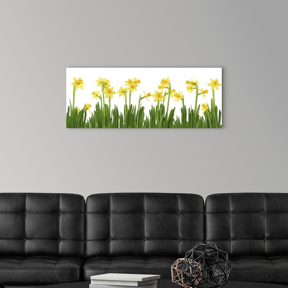 A modern room featuring Yellow daffodils isolated on white.