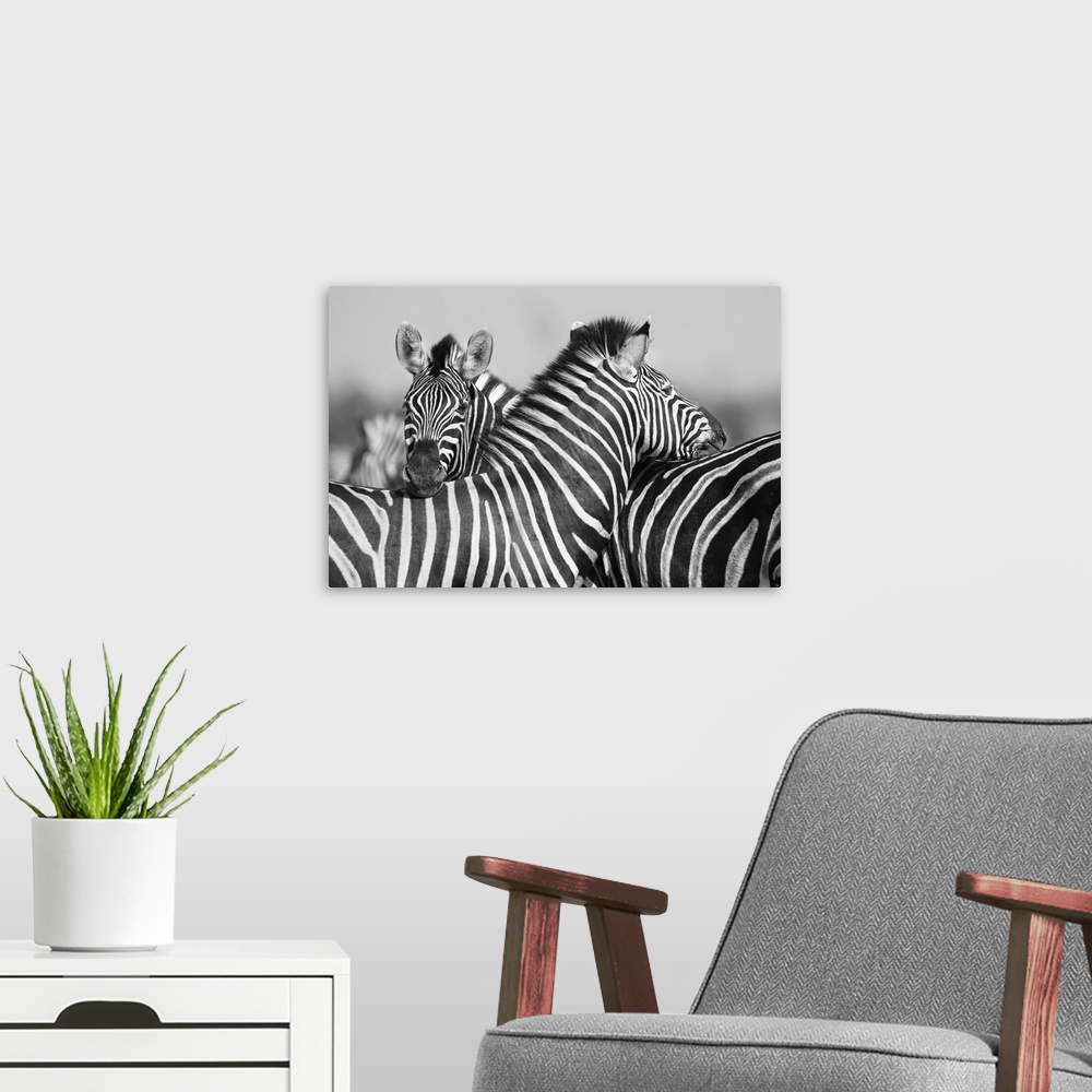 A modern room featuring Zebra herd in a black and white photo with heads together.