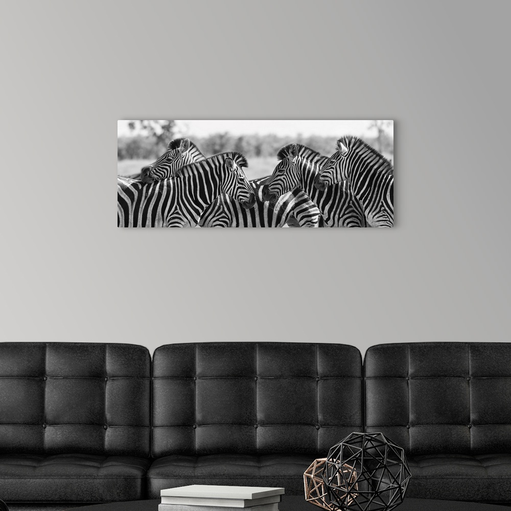 A modern room featuring Zebra herd in a black and white photo with heads together.