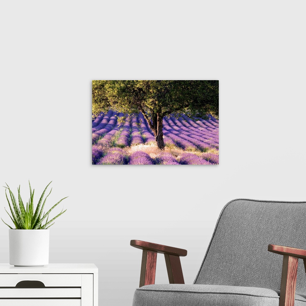 A modern room featuring France, Provence-Alpes-C..te d'Azur, Lavender field