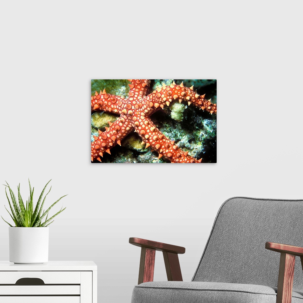 A modern room featuring Africa, Egypt, Red Sea, Egyptian Starfish