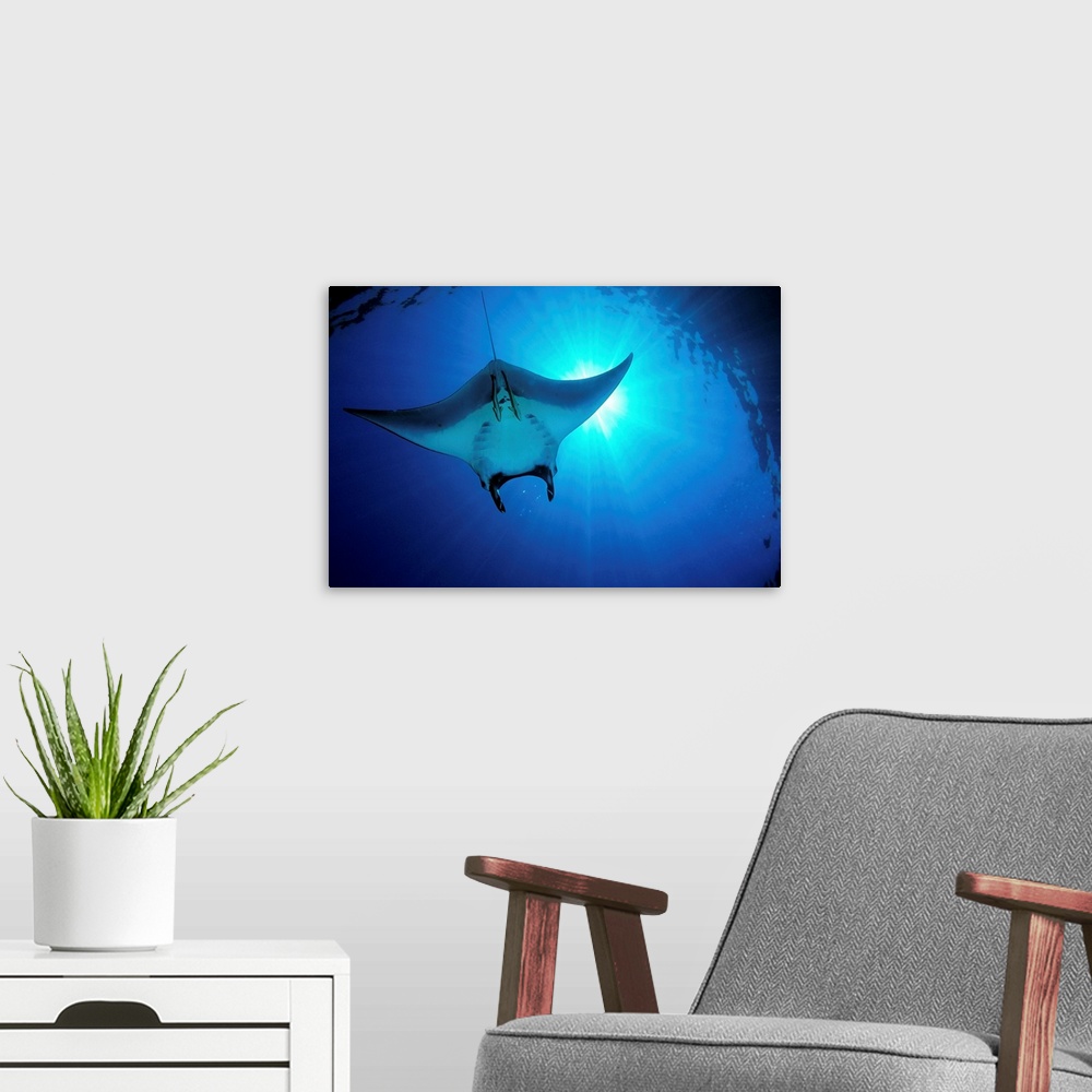 A modern room featuring Africa, Egypt, Red Sea, Manta Ray