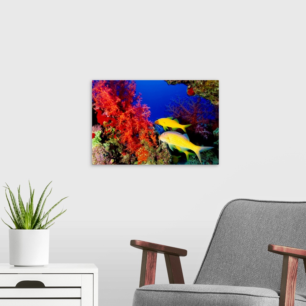 A modern room featuring Africa, Egypt, Red Sea, Mullet Fish