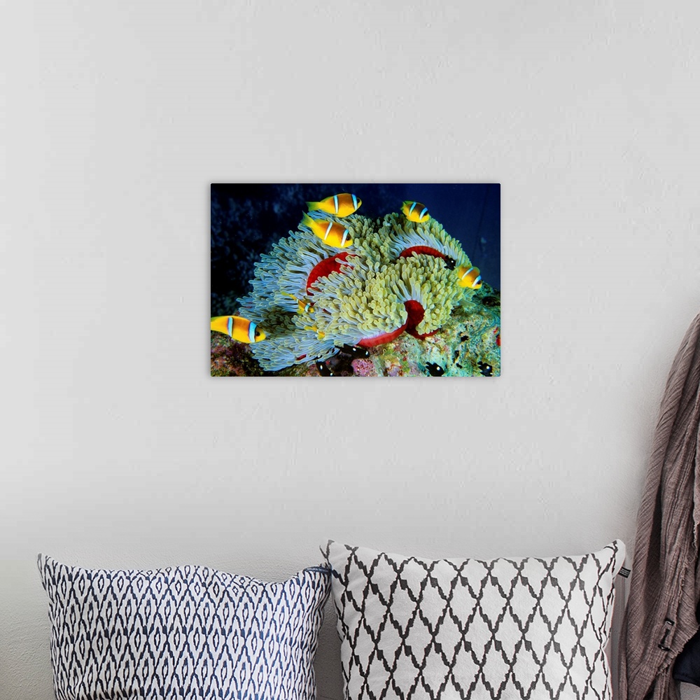 A bohemian room featuring Africa, Egypt, Red Sea, Panorama Reef, clownfish