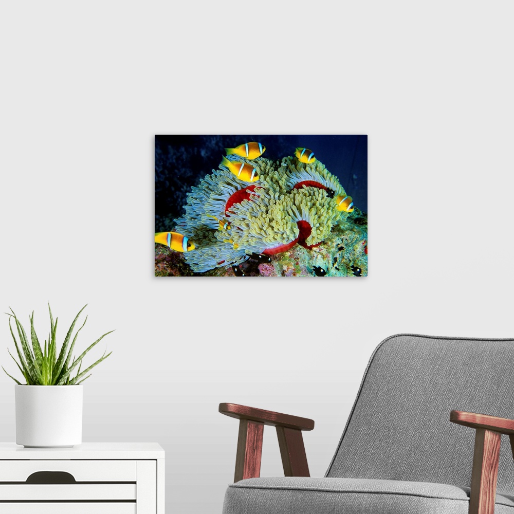 A modern room featuring Africa, Egypt, Red Sea, Panorama Reef, clownfish