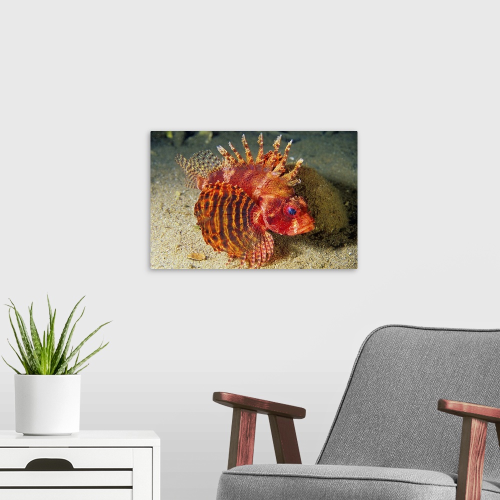 A modern room featuring Africa, Egypt, Red Sea, Scorpionfish