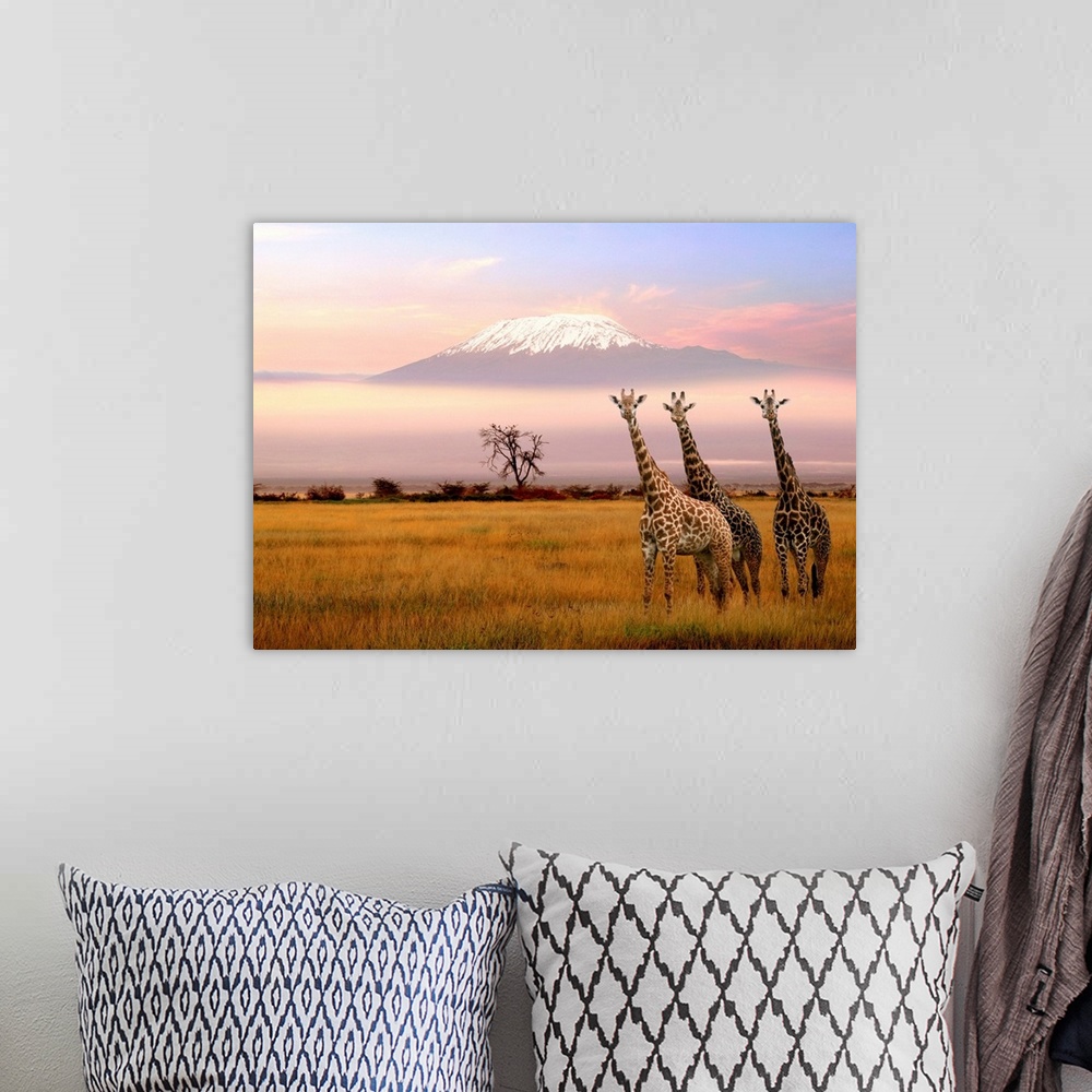 A bohemian room featuring Giraffe and Kilimanjaro, Amboseli Park, Kenya