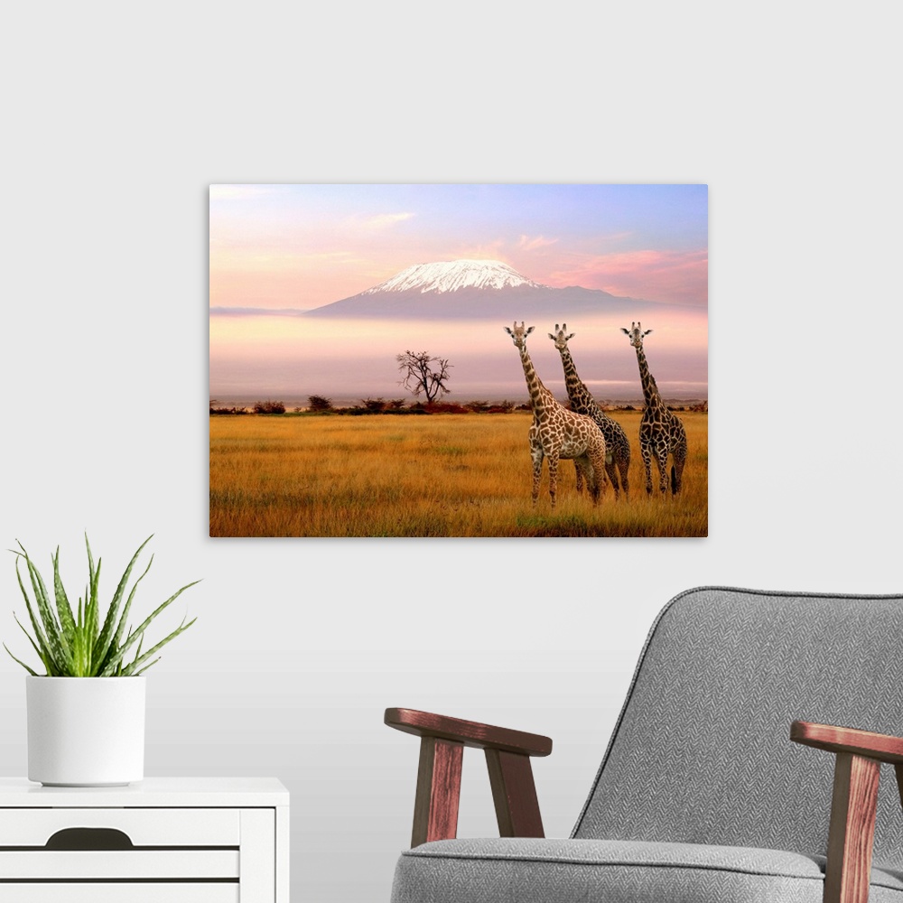 A modern room featuring Giraffe and Kilimanjaro, Amboseli Park, Kenya