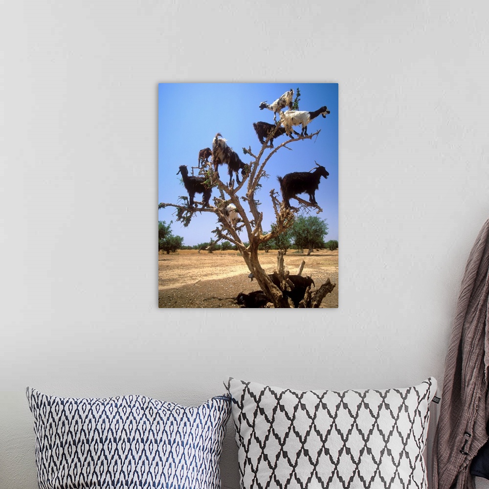 A bohemian room featuring Africa, Morocco, Al-Magreb, Dades Valley, goats on a tree