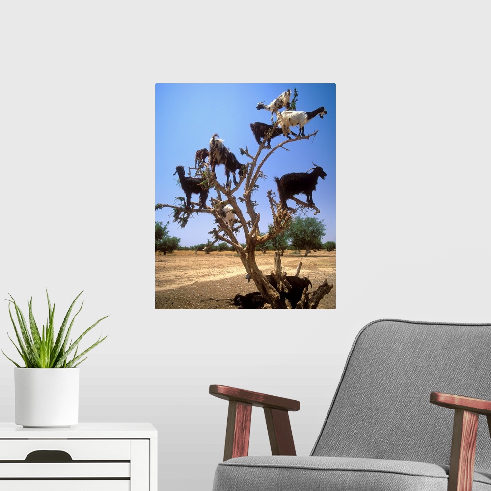 A modern room featuring Africa, Morocco, Al-Magreb, Dades Valley, goats on a tree