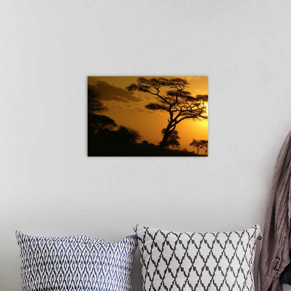A bohemian room featuring Africa, Tanzania, Tarangire National Park, sunset