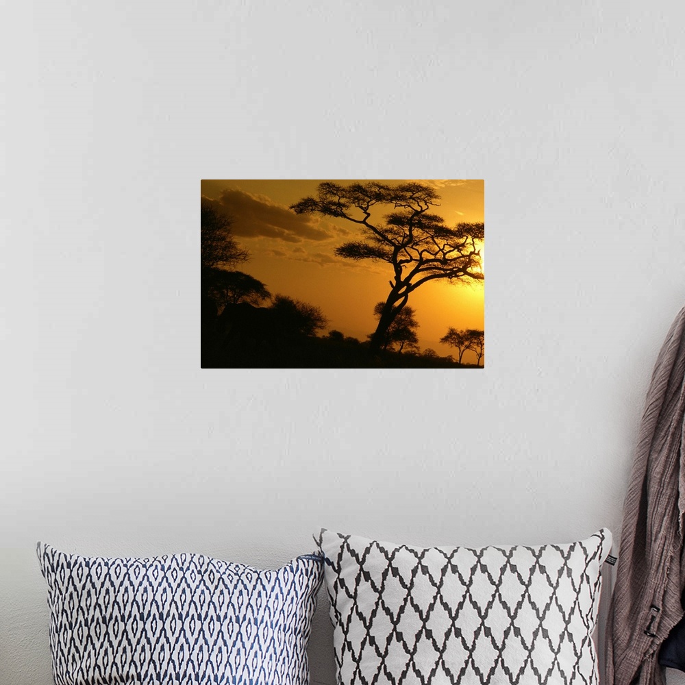 A bohemian room featuring Africa, Tanzania, Tarangire National Park, sunset