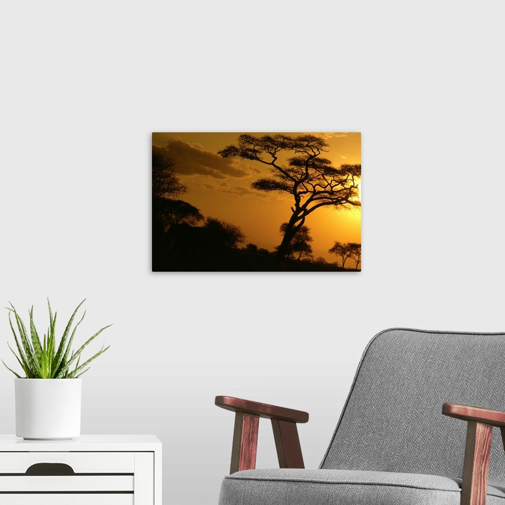 A modern room featuring Africa, Tanzania, Tarangire National Park, sunset
