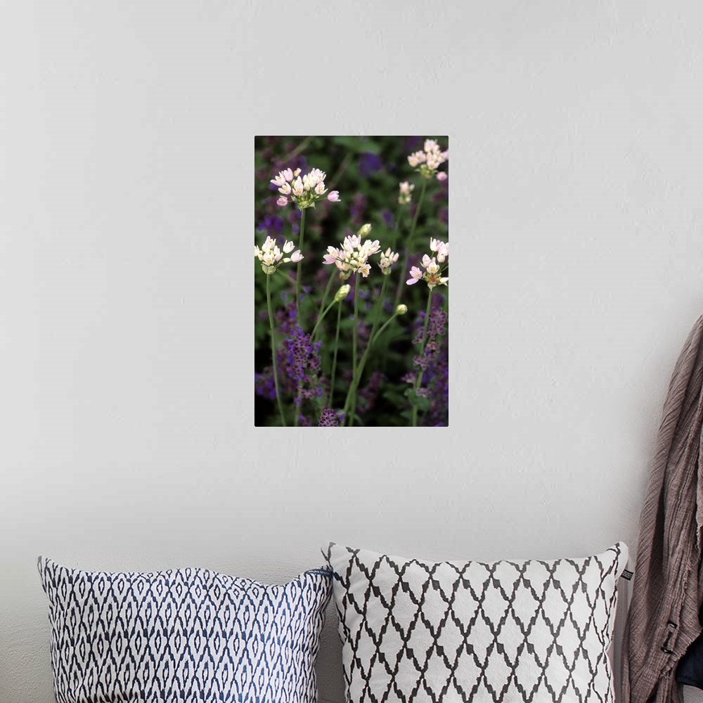 A bohemian room featuring Allium nepetella