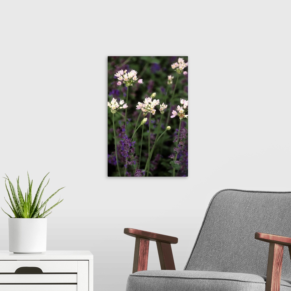 A modern room featuring Allium nepetella
