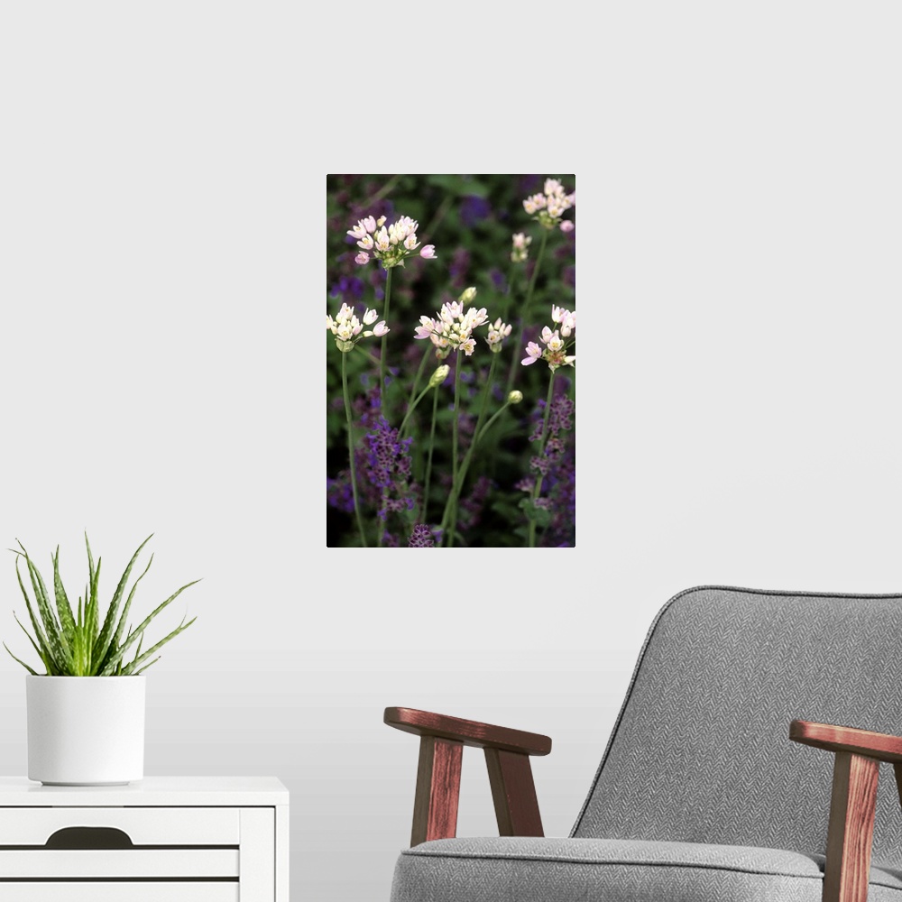 A modern room featuring Allium nepetella