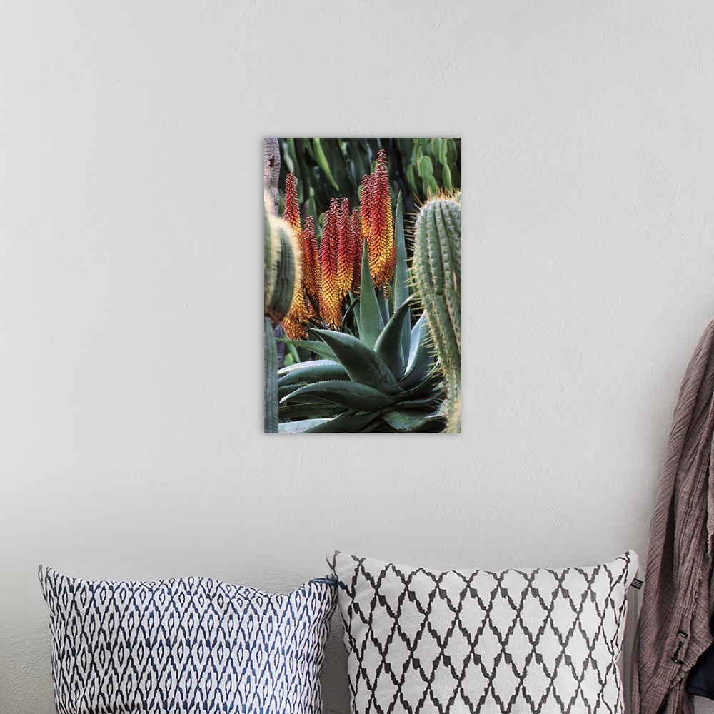 A bohemian room featuring Aloe ferox