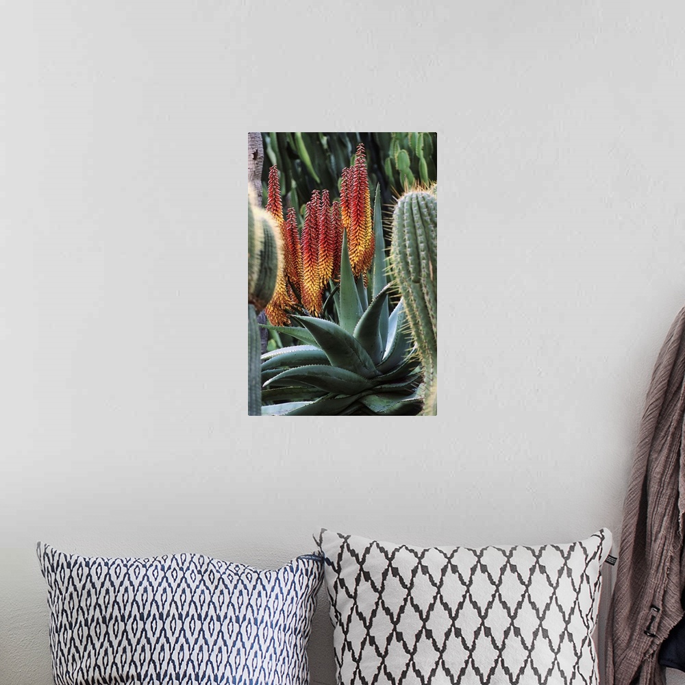 A bohemian room featuring Aloe ferox