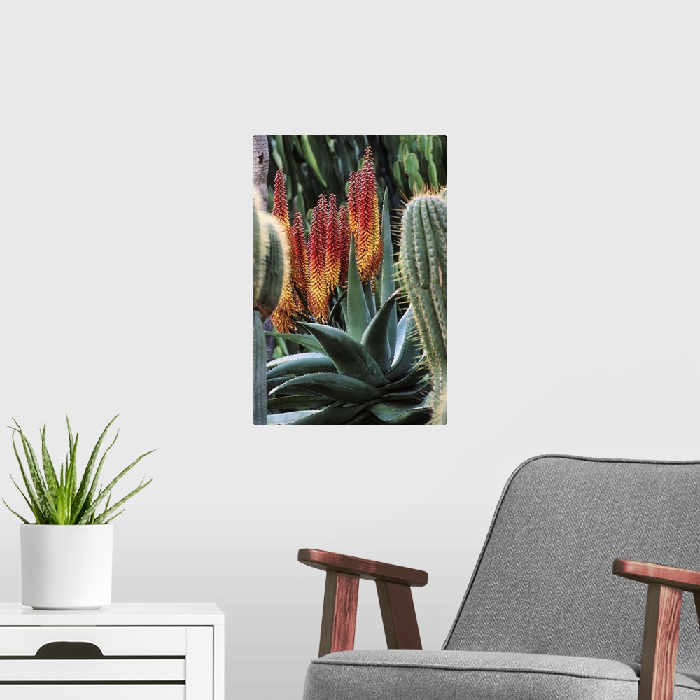 A modern room featuring Aloe ferox