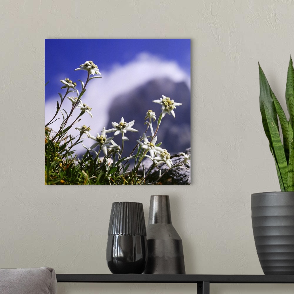 A modern room featuring Alpine flower, leontopodium, Alpine flower, leontopodium, stella alpina