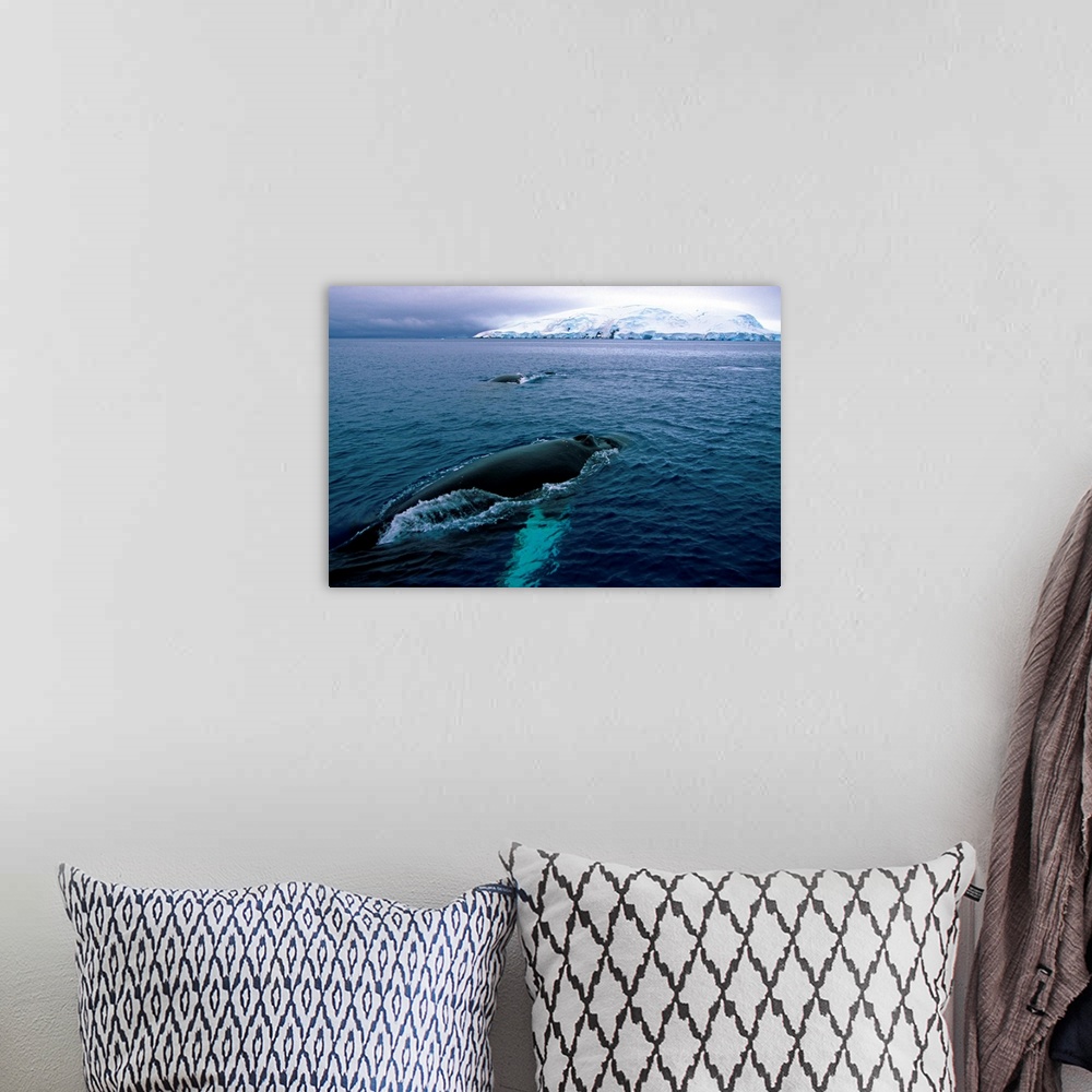 A bohemian room featuring Antarctic, Whales