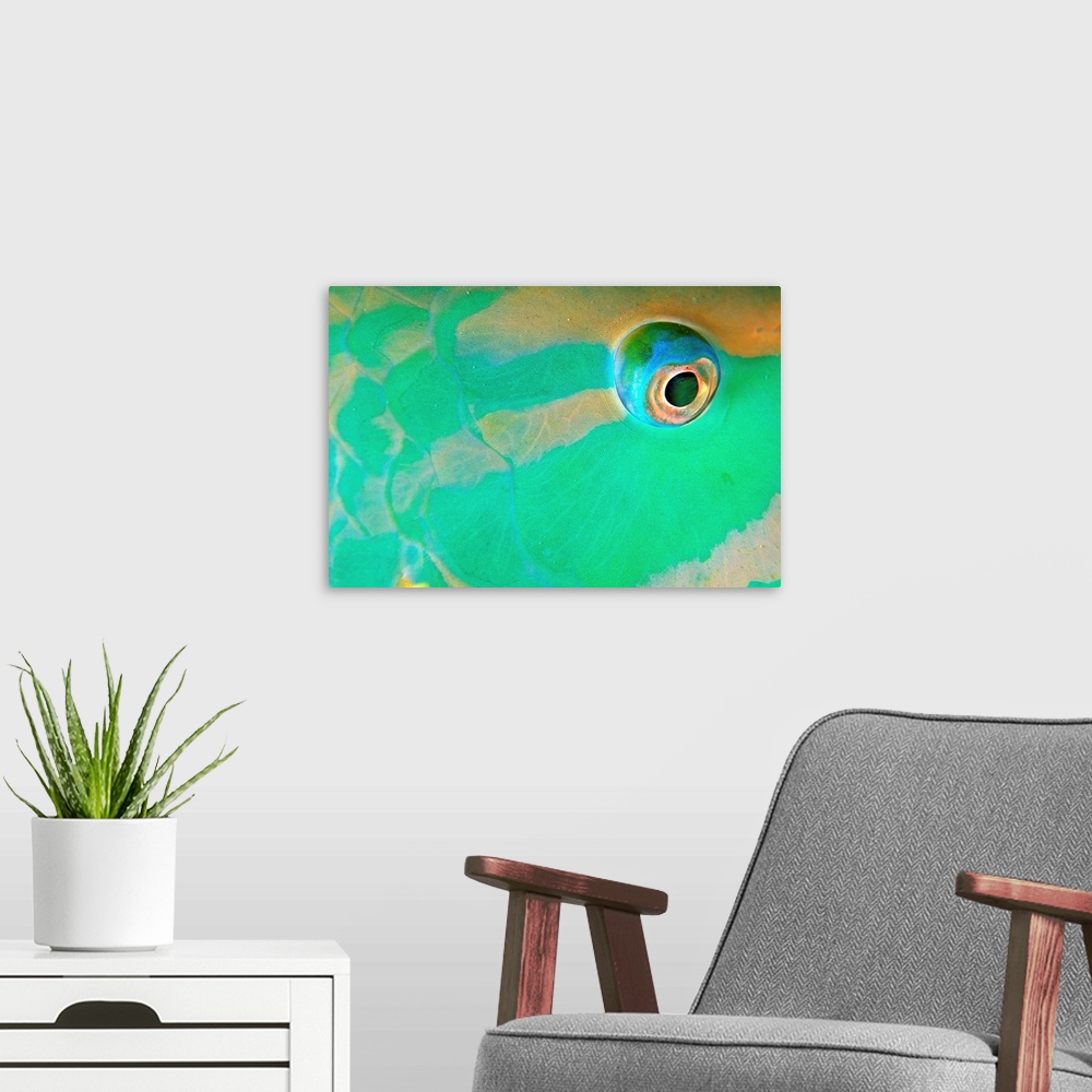 A modern room featuring Antilles, Caribbean, Cayman Islands, Parrot Fish, eye