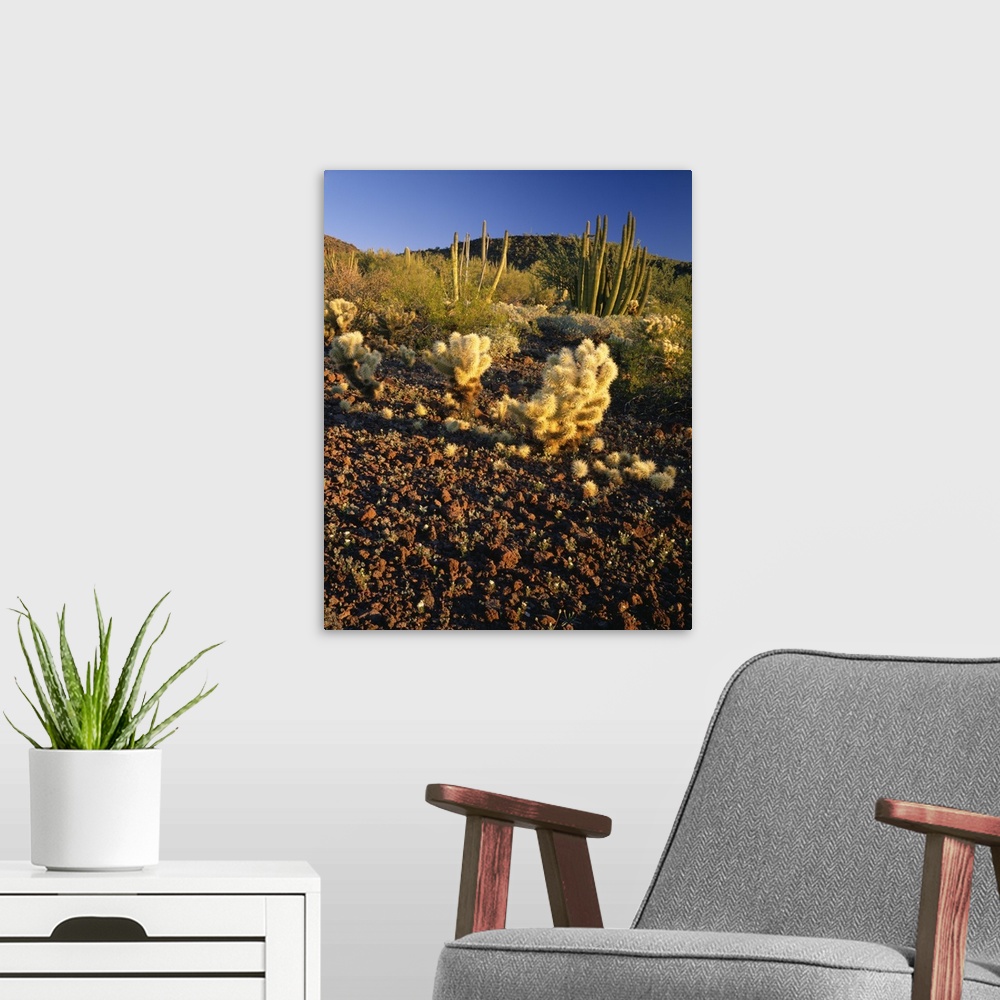 A modern room featuring United States, USA, Arizona, Organ Pipe Cactus National Monument, American Southwest, Teddy Bear ...