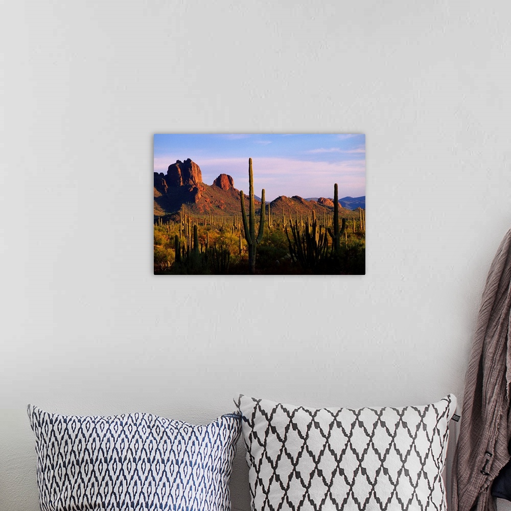 A bohemian room featuring United States, USA, Arizona, Sonoran Desert, Organ Pipe Cactus National Park