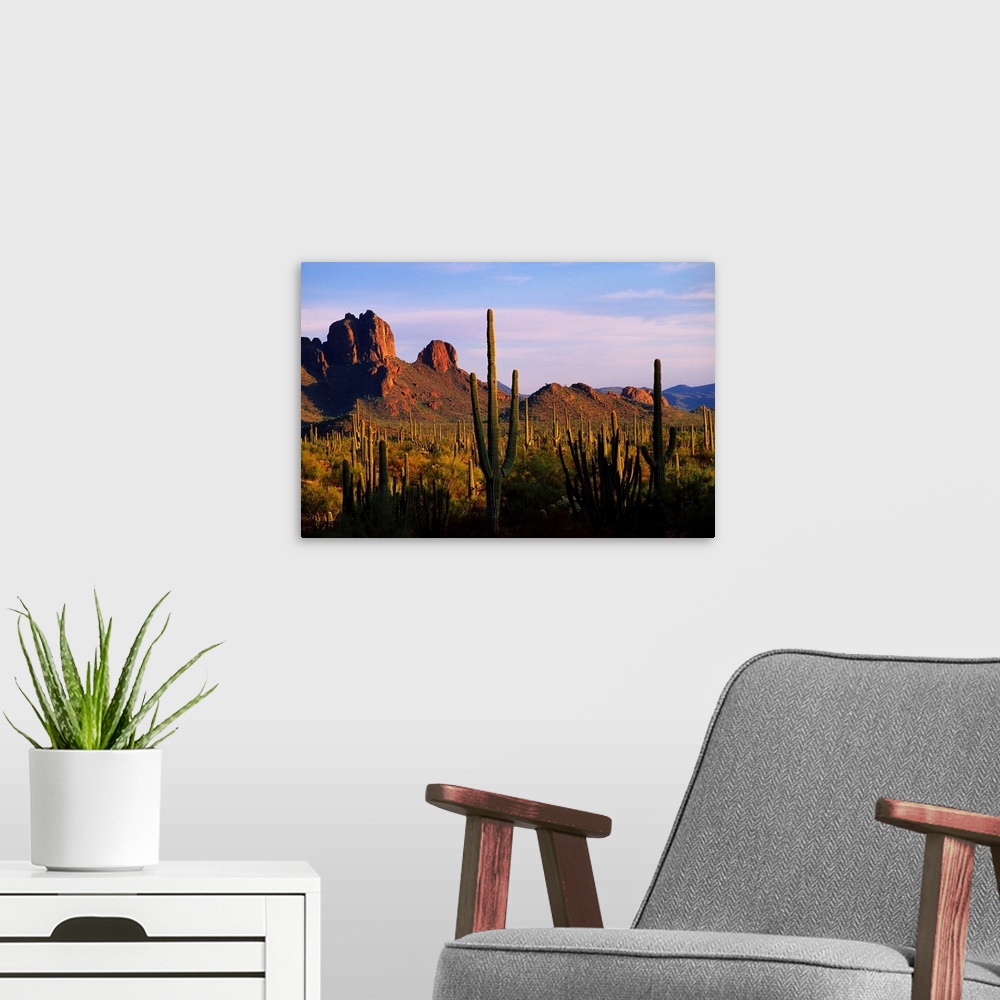 A modern room featuring United States, USA, Arizona, Sonoran Desert, Organ Pipe Cactus National Park