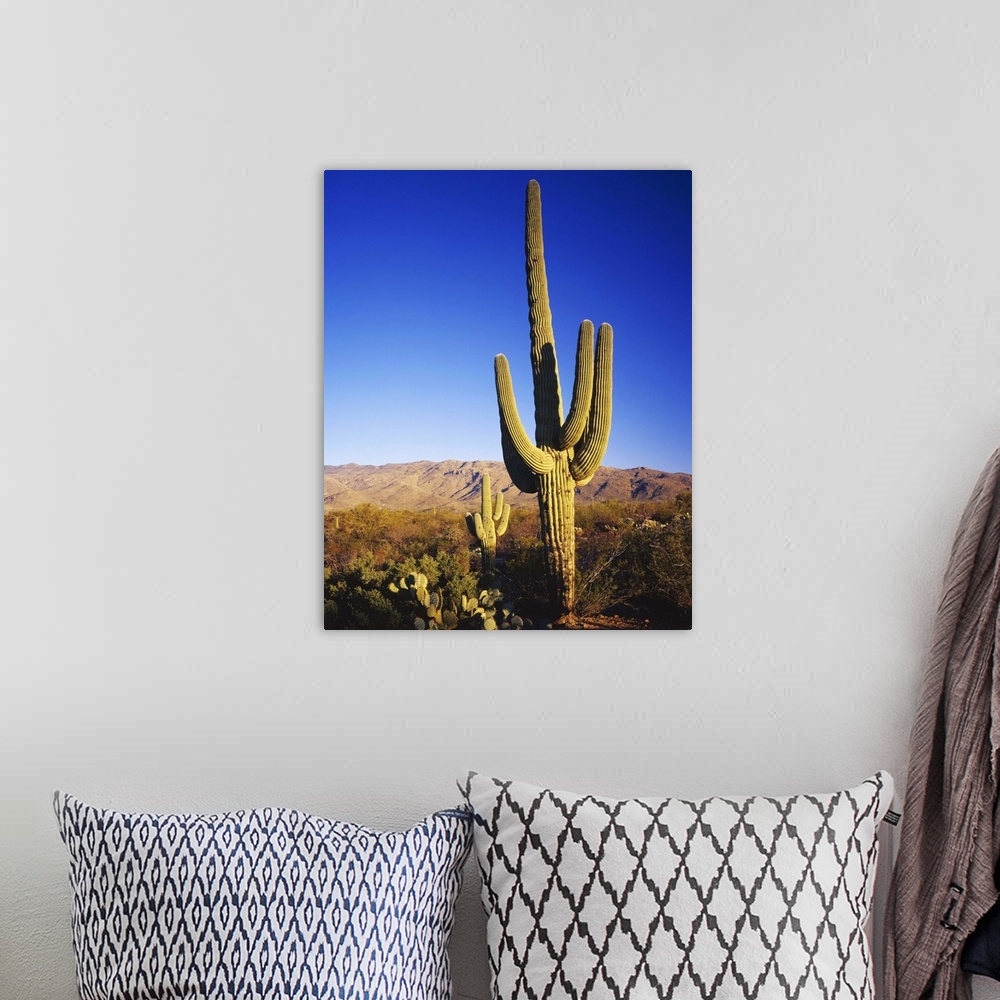 A bohemian room featuring Arizona, Sonoran Desert, Saguaro National Park, Tucson, Giant Saguaro cactus