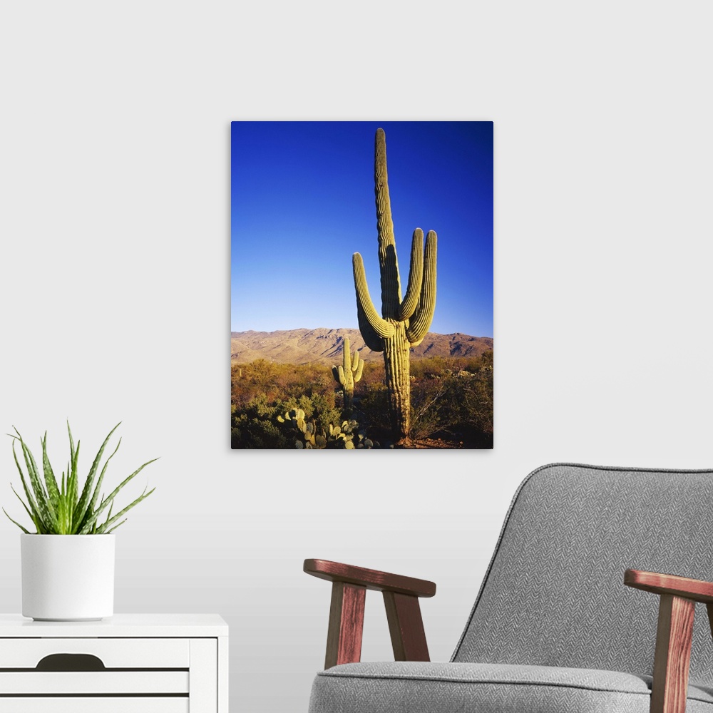 A modern room featuring Arizona, Sonoran Desert, Saguaro National Park, Tucson, Giant Saguaro cactus