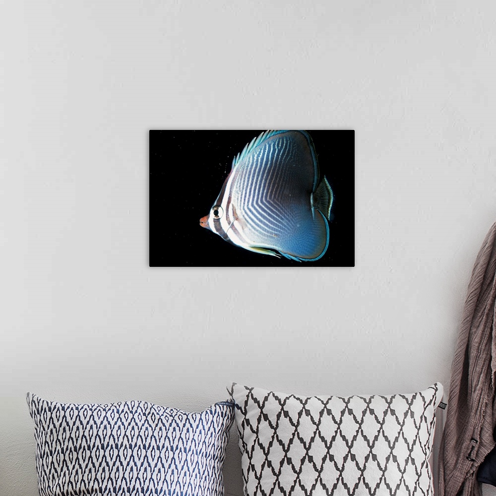 A bohemian room featuring Australia, Butterfly fish, Butterfly fish