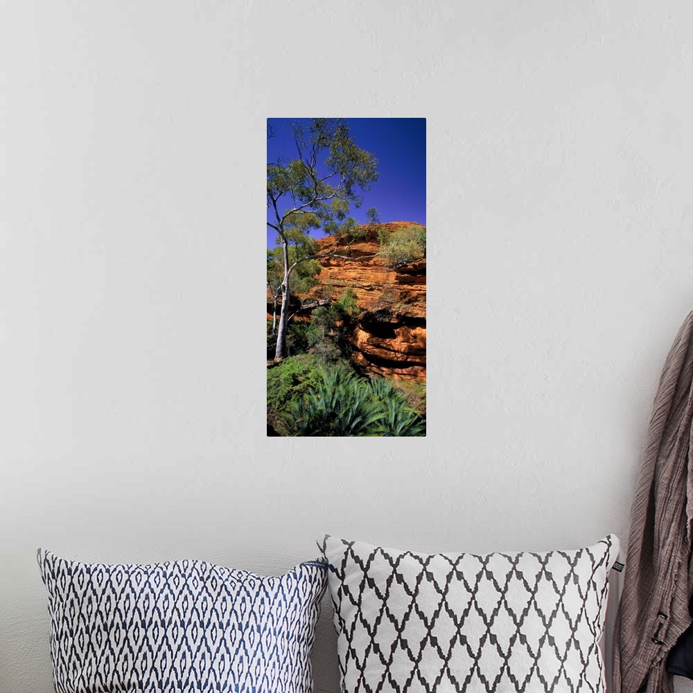 A bohemian room featuring Australia, Northern Territory, Watarrka NP, (Kings Canyon), Garden of Eden valley