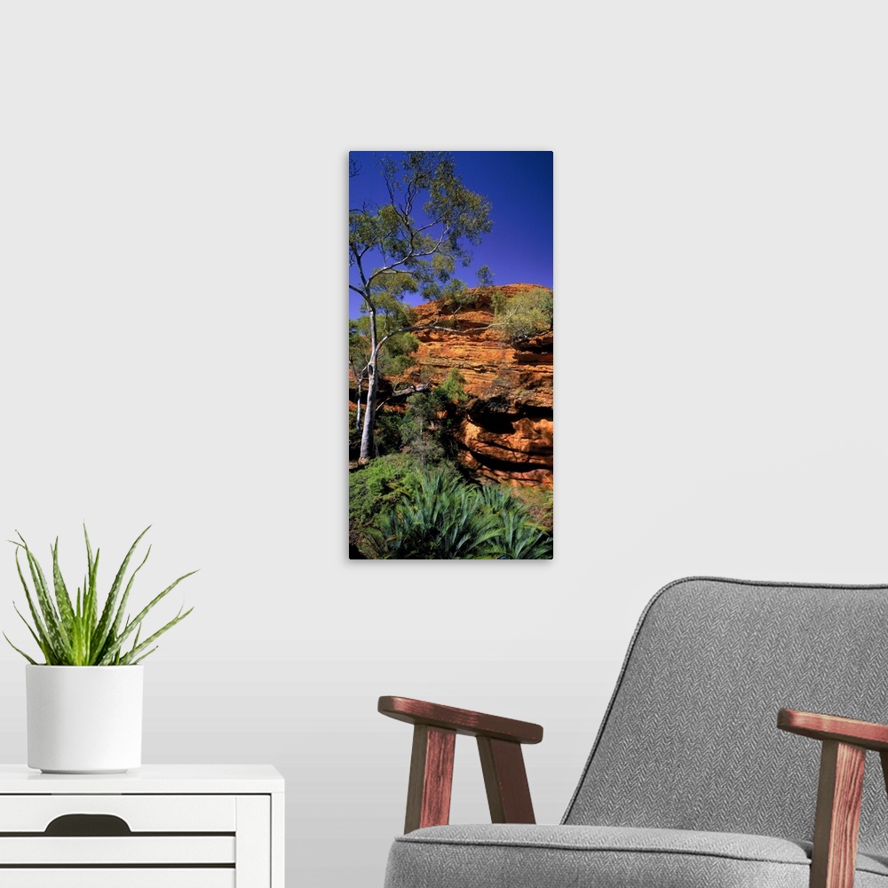 A modern room featuring Australia, Northern Territory, Watarrka NP, (Kings Canyon), Garden of Eden valley