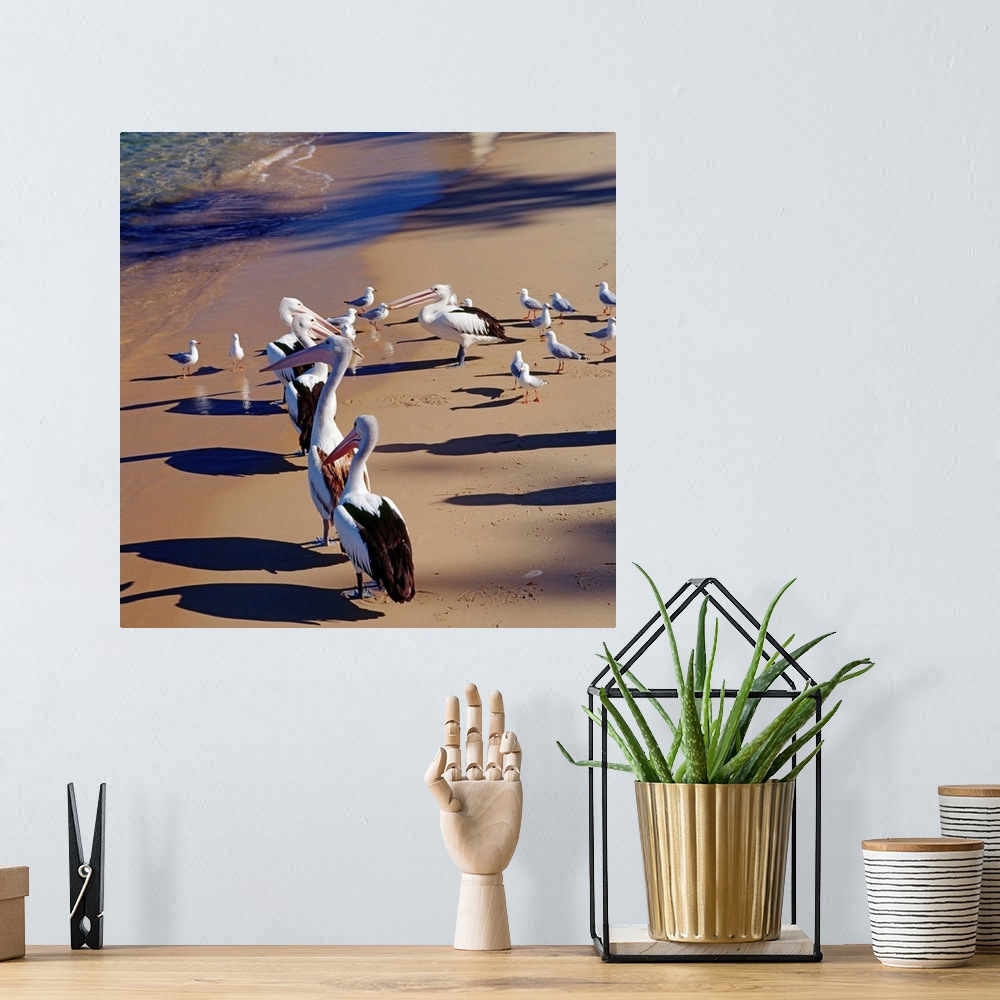 A bohemian room featuring Australia, New South Wales, Pelicans on the beach