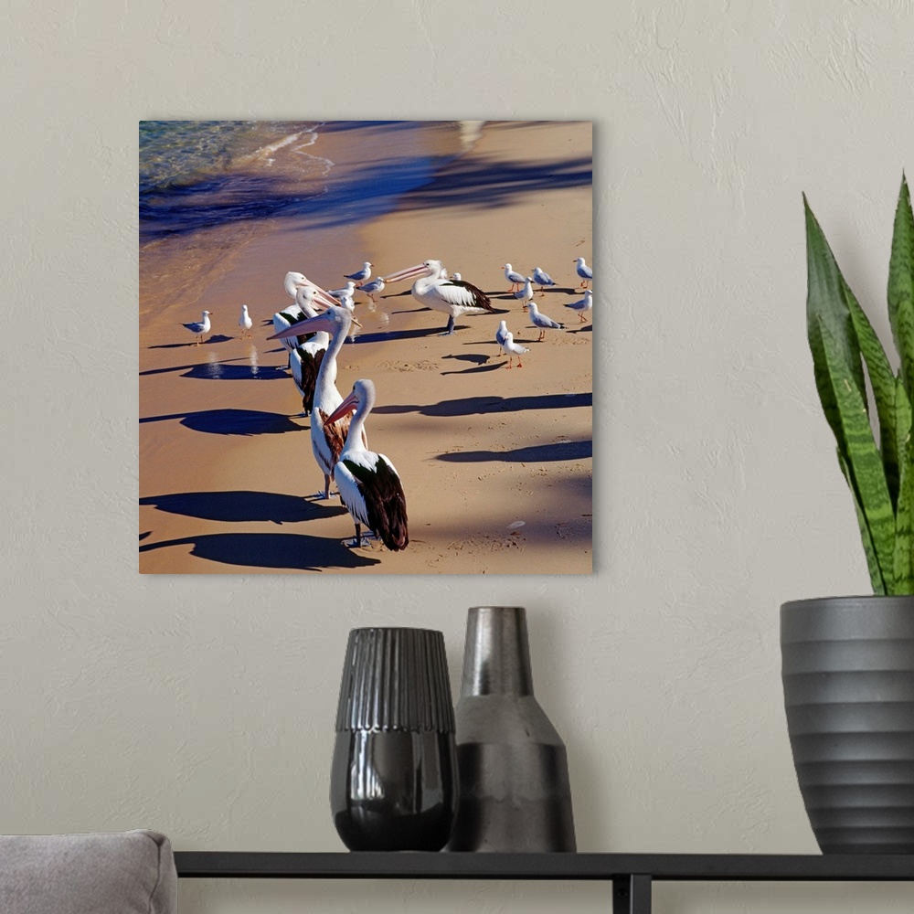 A modern room featuring Australia, New South Wales, Pelicans on the beach