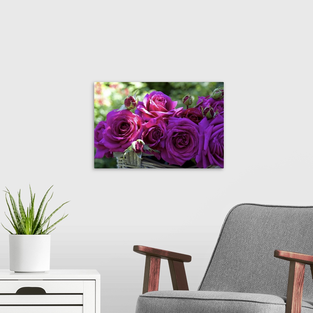 A modern room featuring Australia, South Australia, Kalangadoo, Big Purple rose