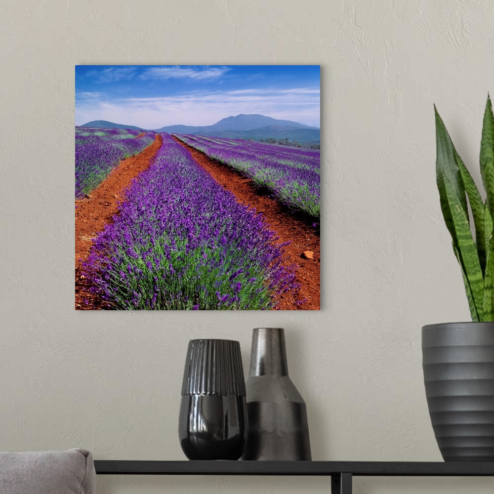 A modern room featuring Australia, Tasmania, Lavender field