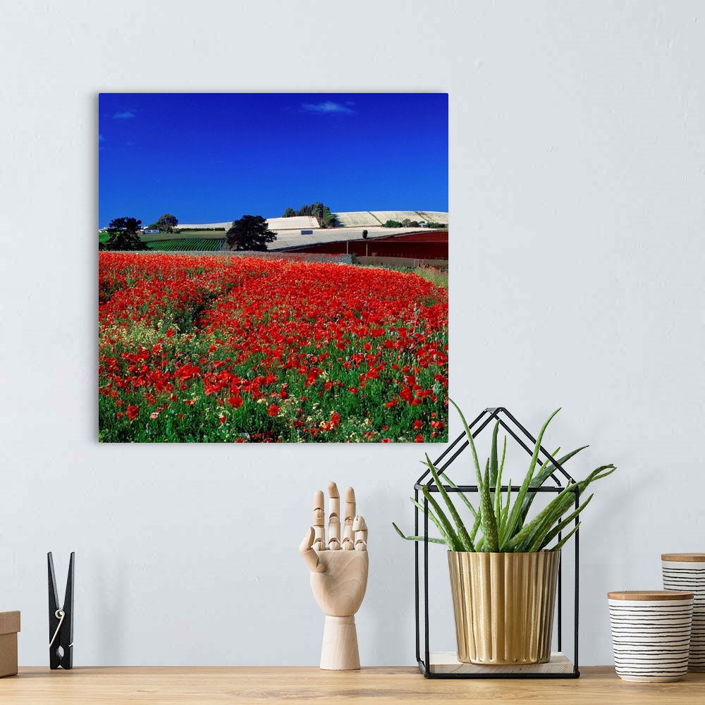 A bohemian room featuring Australia, Tasmania, Poppy field
