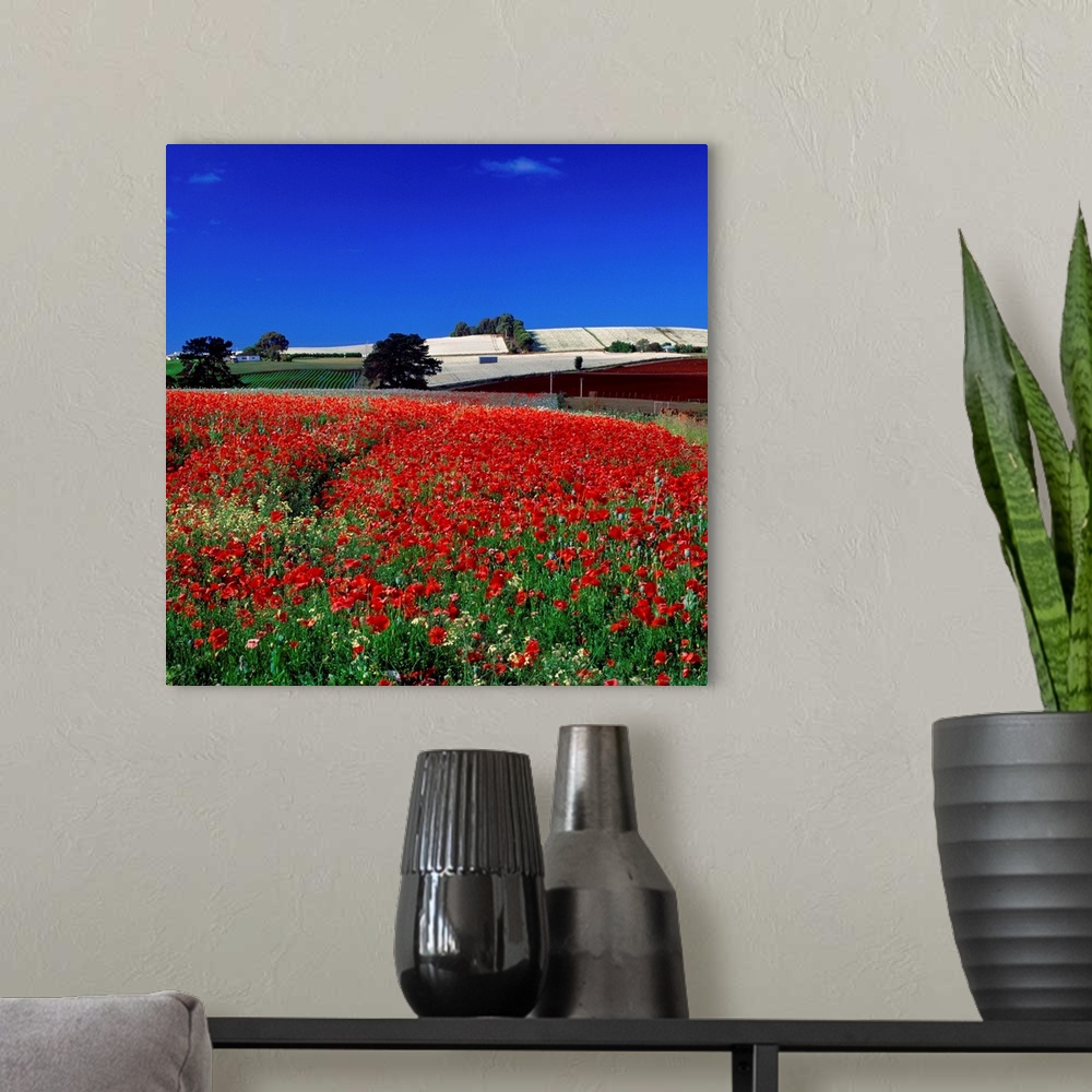 A modern room featuring Australia, Tasmania, Poppy field