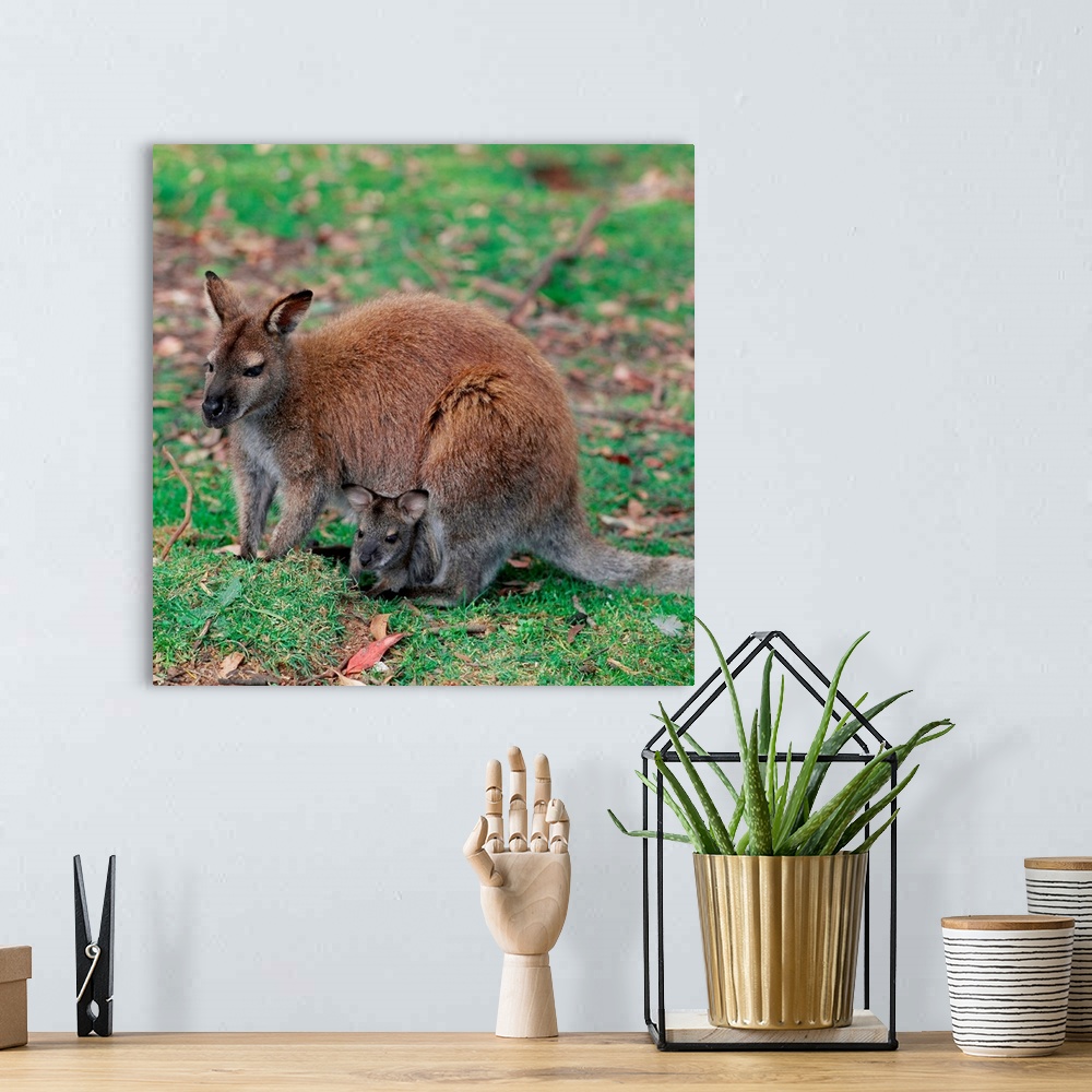 A bohemian room featuring Australia, Wallaby with Baby Inside Pouch